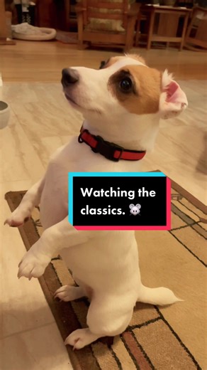 Billie watching the classics. 😁🐾🐶❤️ #billieholiday #dogsoftiktok #standingdog #dogswatchingtelevision