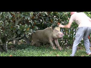 Catching a 350 POUND Boar in a Waterpark?
