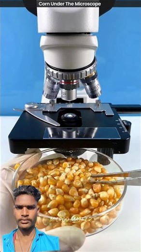 corn 🌽 Under The Microscope 😱 || #shorts #viralvide #youtubeshorts #microscope