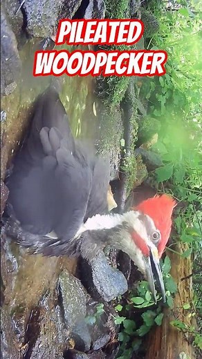 Pileated Woodpecker Calling and Bathing Extreme Close Up #birds