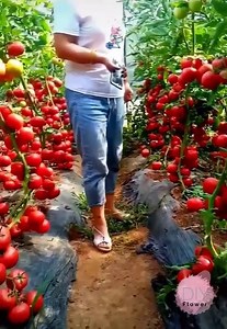 7.7K views | Harvesting process of farmers... | Factory Worker | Facebook