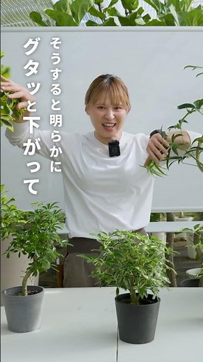 [How to grow Schefflera] Be careful of heat and humidity ⚠️