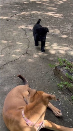 Black and yellow puppy 🐶 🐶 🐶🐾🐾🐾