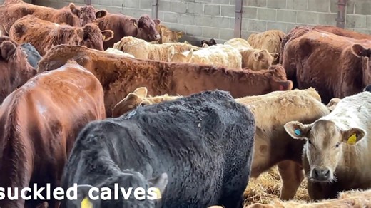 14K views · 127 reactions | WHY CHAROLAIS? | British Charolais Cattle Society | Facebook