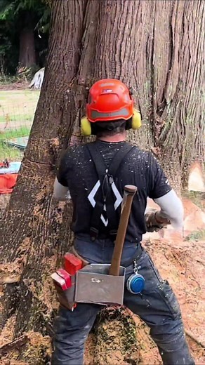 WATCH FROM START TO FINISH A TREE REMOVAL WITH SAW SAW! #trees #treeremoval #logging #logger #treework #treelife #treeworker #tr https://amzn.to/3XlNm1k | FoodHood