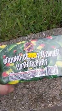 Ground Bloom Flower With Report by Flashing Fireworks