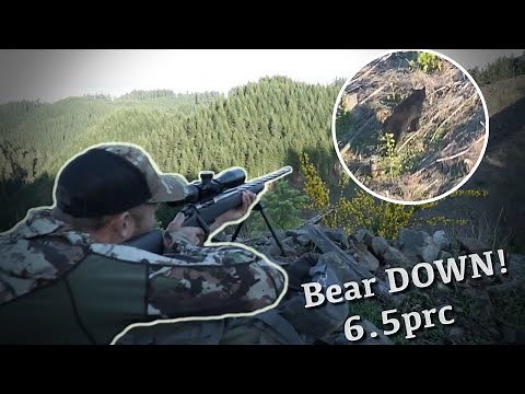 Oregon Spring Bear Hunting (6.5 prc) - Bear Down!