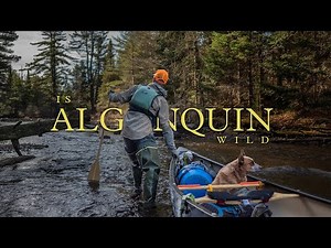 Is Algonquin Wild? - An Algonquin Park Canoe Story (4K - HDR)