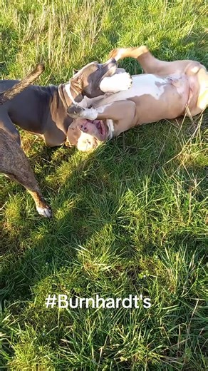 #familydogs #nature #dogwalker #flypシ #americanbullyxxl