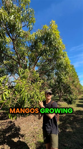Mangoes in Florida: Ideal Growth Conditions Explained