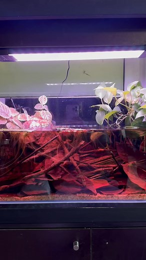 14K views · 292 reactions | We Scaped a black water biotope aquarium for a of Croaking gourami pair. This nature aquarium represents their natural habitat and this encourage their natural behavior which is a wonderful experience to enjoy for a close observer. 珞♥️ | Aquascape.lk | Facebook