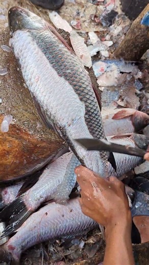 Big Rohu Fish Cutting 🔥 Amazing Rohu Cutting Skills | #shorts
