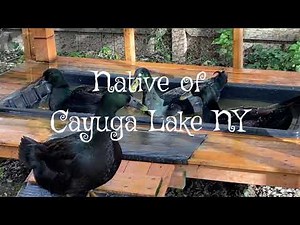 About Cayuga Ducks. “Cayuga Ducks as Pets” by Roland Ruthersdale