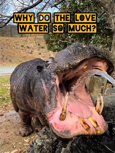 The Secret Reason Hippos Are Obsessed With Water 🦛 #shorts #hippo #wildlife