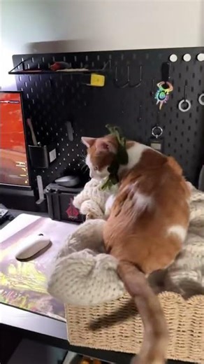 Amur cat Counter-Strike 2 #cs2 #counterstrike #amur