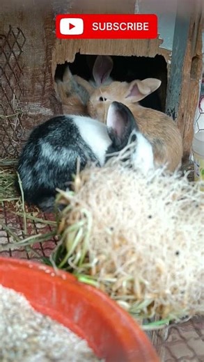 Baby Rabbits Eating Fresh Herbs 🐰🌿 So Satisfying!