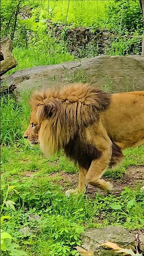 Up Close and Personal with a Majestic Lion at the Bronx Zoo!