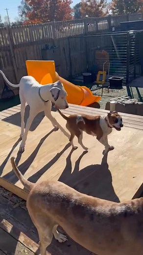 Hmm… this weight class feels a little uneven 😅 | Fast Tracks