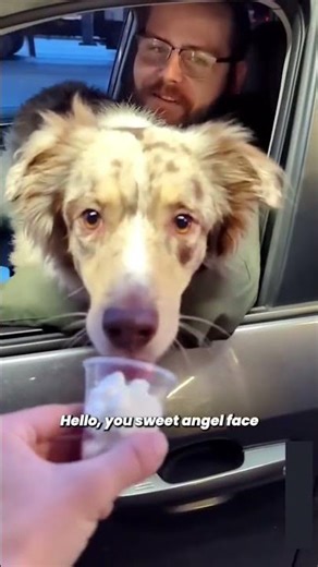 Dogs getting Pup Cups Compilation 🐶😂 #dog #puppy #cute #funny