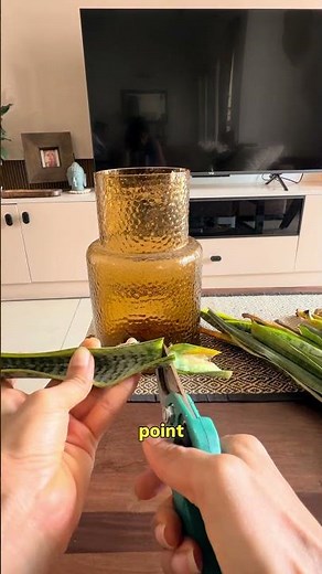 Snake plant propagations | root rot in snake plants #plants #houseplants #snakeplant