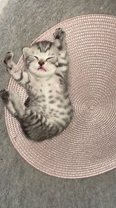 Trop mignon ❤️💖❤️💖 | Chat se discute