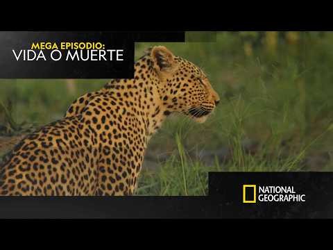 ¿Qué serías capaz de hacer para sobrevivir en la naturaleza salvaje? 🐆 | NATIONAL GEOGRAPHIC ESPAÑA