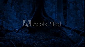 Passing Tree Roots In The Woods