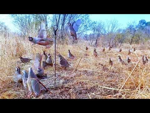 Unbelievable Wild Bird Catching Moment! Birds Caught in Seconds – Must Watch!