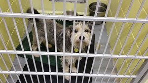 "Tails" from the kennel! Satch says good morning! He's available for adoption! Contact us for details. This super sweet Schnauzer mix needs a home! Please share. | Columbia County Humane Society Portage, Wisconsin