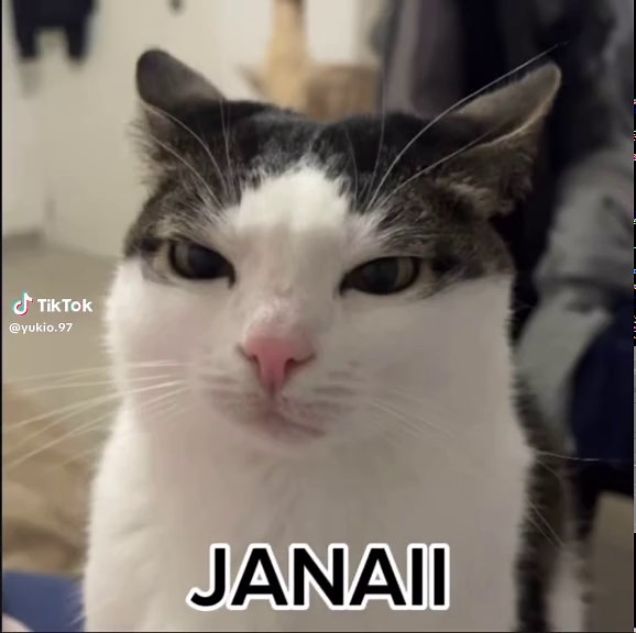 Mecha Cat Memes and Anime Fun in the Philippines