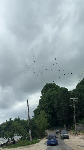 Black Birds in Flight: Crows and Ravens Captured