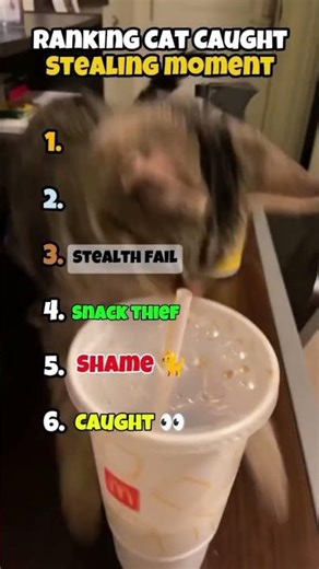 Ranking Cats Caught STEALING Food 😭🍗 #1 Was Too Smooth #cats #funnycats #catmemes #catvideo #viral