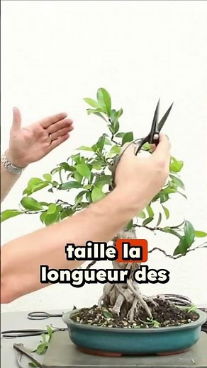 Techniques for shaping the head of a bonsai 🌱 NEJIKAN BONSAI 🌱