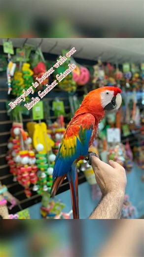 TikTok · macawparrotshop