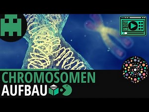 Chromosomen Aufbau│Biologie Lernvideo [Learning Level Up]