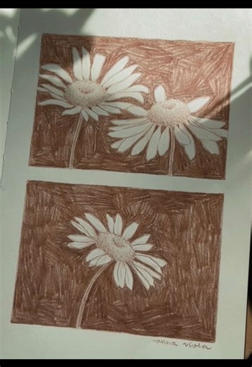 Daisy Sketches in My Sketchbook: A Creative Journey