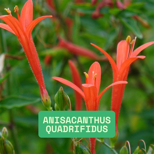 Anisacanthus Quadrifidus Seeds, Flame Acanthus Wrightii 20 Easy to Grow Seeds - Etsy