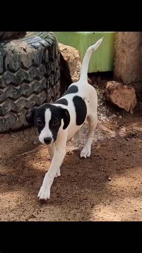 Harare SPCA | Little Polka Dot puppy is the incredibly fortunate survivor or the horrific Parvo Virus . He arrived at the Harare Spca with his beautiful... | Instagram