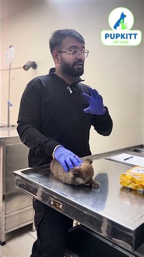 Aggressive Pom Dog? Watch this | Pupkitt Pet Care | Dr. Anirudh Mittal