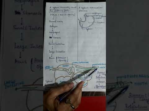 Physiology of digestion in Ruminants PART-1. By Dr.Seema Saxena