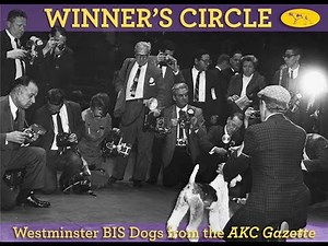 Westminster Dog Show Best in Show Winners from the AKC Gazette
