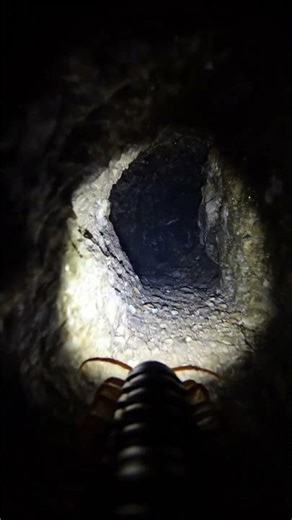 POV Riding a Deep Cave Centipede (Geophilus hadesi)