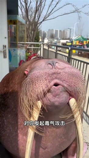 海獅 海茄子#動物解說 #海獅 #363095