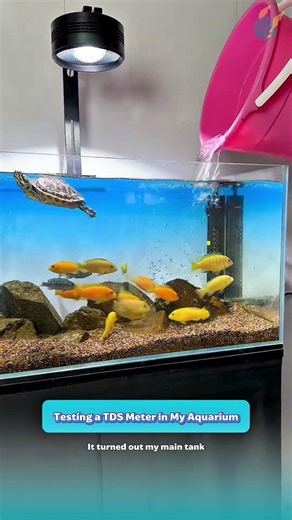 Testing a TDS Meter in My Aquarium