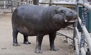 Record-Breaking Hippo Thrives at 51 in California