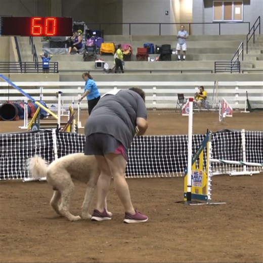 Poodle in agility #poodle | 7Dogs