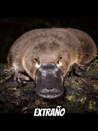 El EXTRAÑO caso del ORNITORRINCO