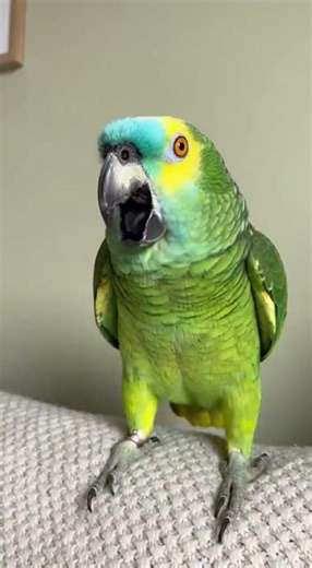 Parrot vs Cat Gone Wrong – Police Get Involved! 🚔🤣