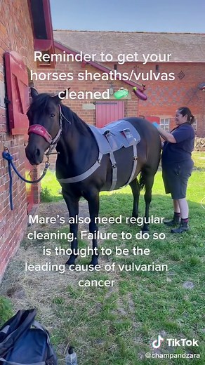 Get your horses sheaths/vulvas cleaned 🧼🍆 Important to prevent the formation of painful beans and equine vulvarian cancer. #horses #horsesoftiktok #equestrian #horsecare #animals #pets #vetcare