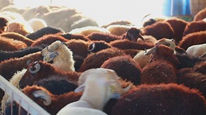 Farm sheep - Free Stock Video